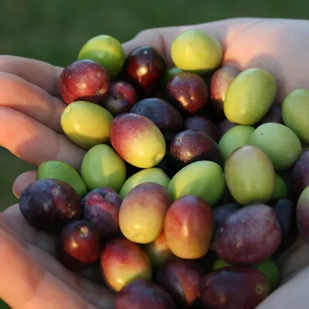 La Montagnola Torgiano