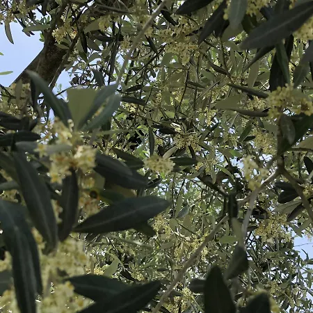 Agroturismo La Montagnola Torgiano